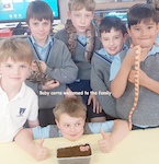 Corn snakes and Geckos hatching